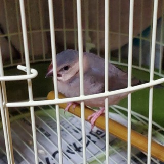 桜文鳥幼鳥　里親さん募集中