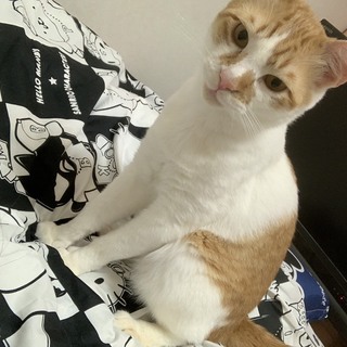 里親募集