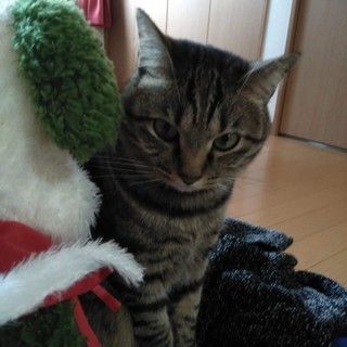 元気な男の子の里親募集してます！