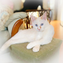 青い目・白い毛の甘えっこの男の子　先住猫OK
