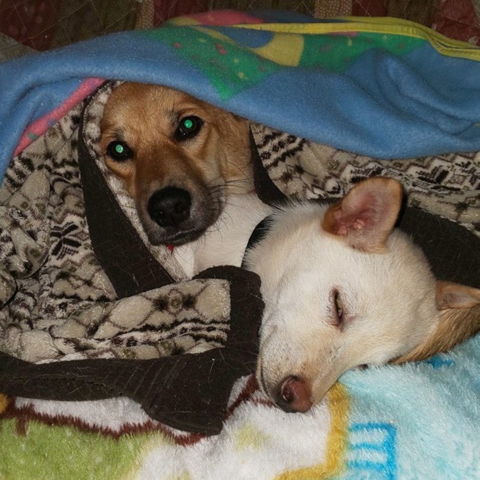 ちび。(ちびた。)のカバー写真