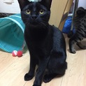 里親さん決定しました:ブラック ビビ（♂）