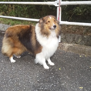 シェルティの女の子里親募集