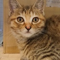 ブルーノ、里親さん決定です