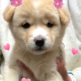 個体番号：２０－１７　可愛い姉妹たち