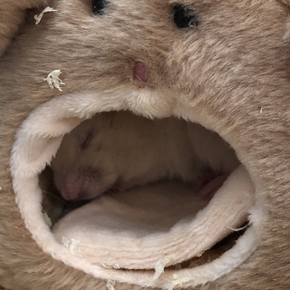 ジャンガリアン12月生まれ　