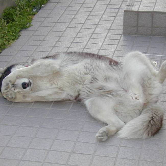 スーノのカバー写真