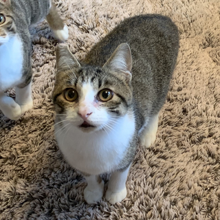 零れそうな瞳の美しい控えめな男の子