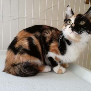 ふわ三毛3か月女の子、かしこく優しい子です。