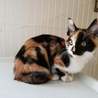 ふわ三毛3か月女の子、かしこく優しい子です。 サムネイル2
