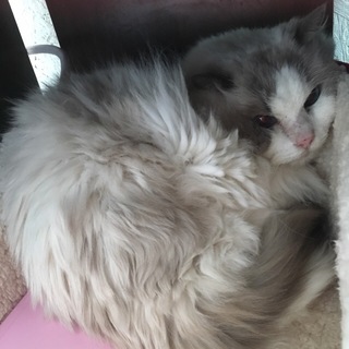 おっとりとしたラグドール