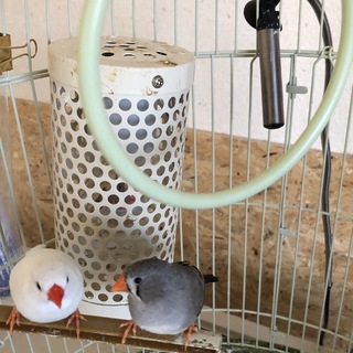 キンカチョウ4羽里親募集