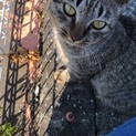 人懐っこく穏やかな可愛いオスの子猫の里親さん募集