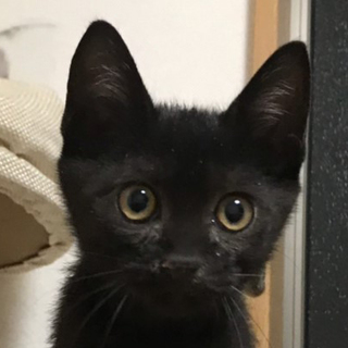 募集一時停止　超馴れ黒猫男子★漱石