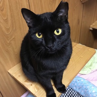 お見合い決定★可愛い黒猫の男の子