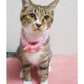 みえちゃん(仮)〜困り顔のかわいい子猫〜