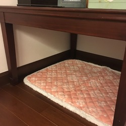 新しい猫をお迎え