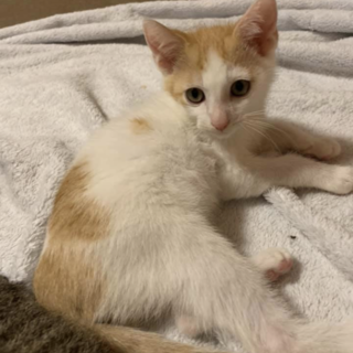 家猫修行中！リンくん