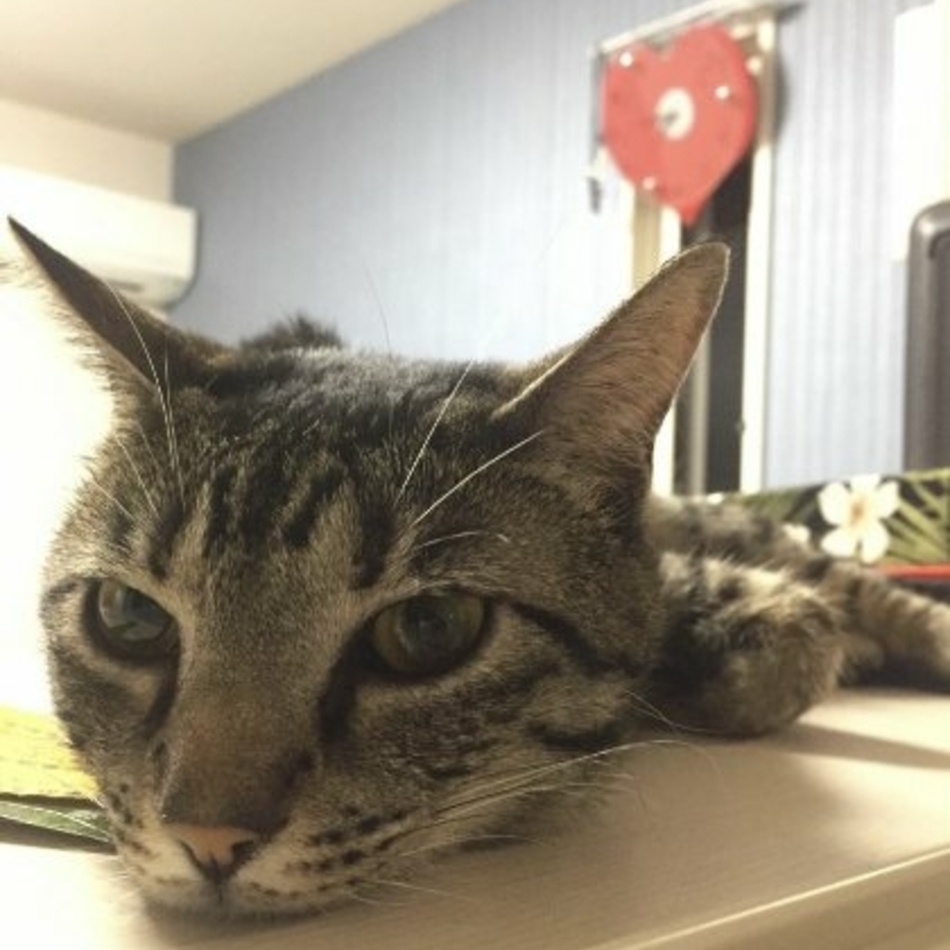 ひじきのカバー写真