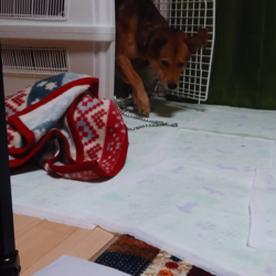 はじめてのうんち