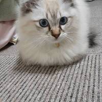 マロン