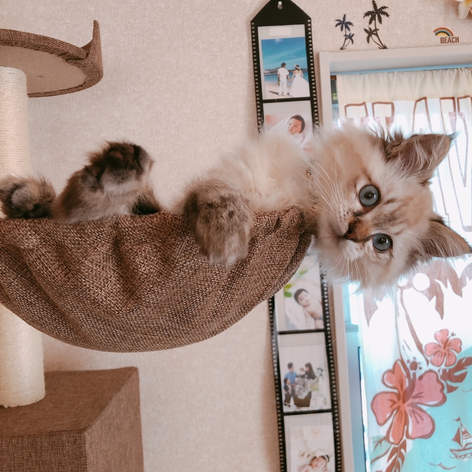 マロンのカバー写真