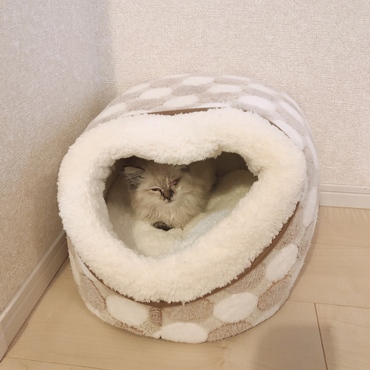 家に来た初日。ご飯も水も飲まず食わず。猫風邪が酷く衰弱してガリガリだった。