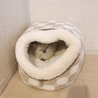 家に来た初日。ご飯も水も飲まず食わず。猫風邪が酷く衰弱してガリガリだった。