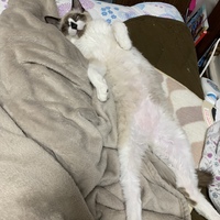 てん