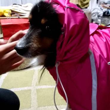 雨でも散歩だいすき