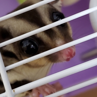 【急募】フクロモモンガ　女の子