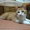生後4ヶ月の子猫です