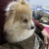 だーちー