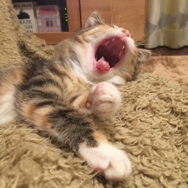 の写真