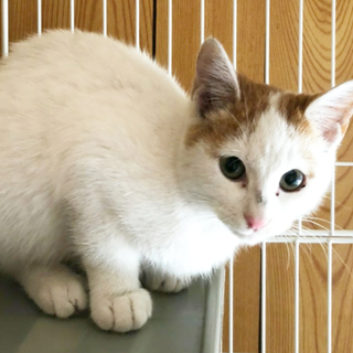 甘えん坊茶白くん☆動画あります