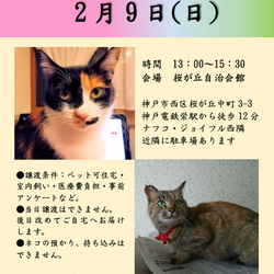 保護猫の里親会