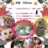 はとがや動物病院でのほごねこ譲渡会