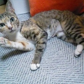 人慣れしているキジ三毛ちゃん♪