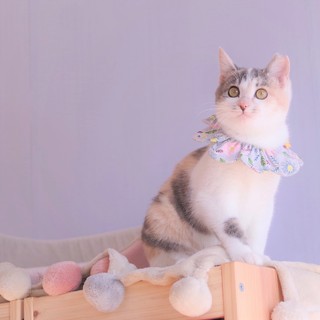 寂しがり屋の甘えん坊☆ホイップちゃん