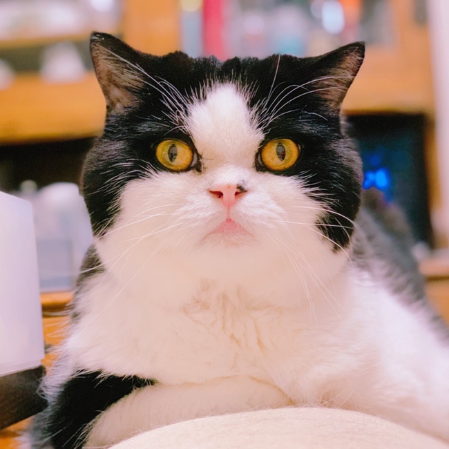 みつまつなのカバー写真