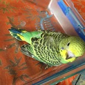 ズングリコロコロ、深緑の美しい、シマシマインコ