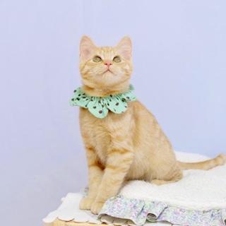 甘えん坊で元気いっぱい☆キャラメル君