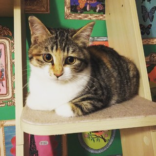 丸々可愛い三毛猫ちゃん