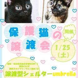 保護猫の譲渡会 サムネイル1
