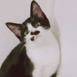 保護猫の譲渡会 サムネイル2