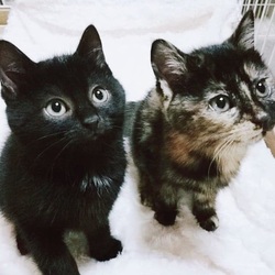 保護猫の譲渡会 サムネイル3