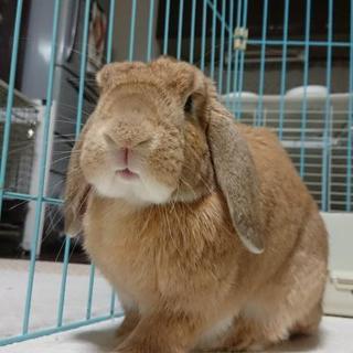保護うさぎ リーフくん