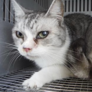 団体様より引き出し。成猫♂327