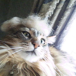 「トナリノ・シュリンプ大統領再び！」サムネイル1