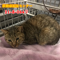 再募集　茶キジちゃん　飼主持込み　064
